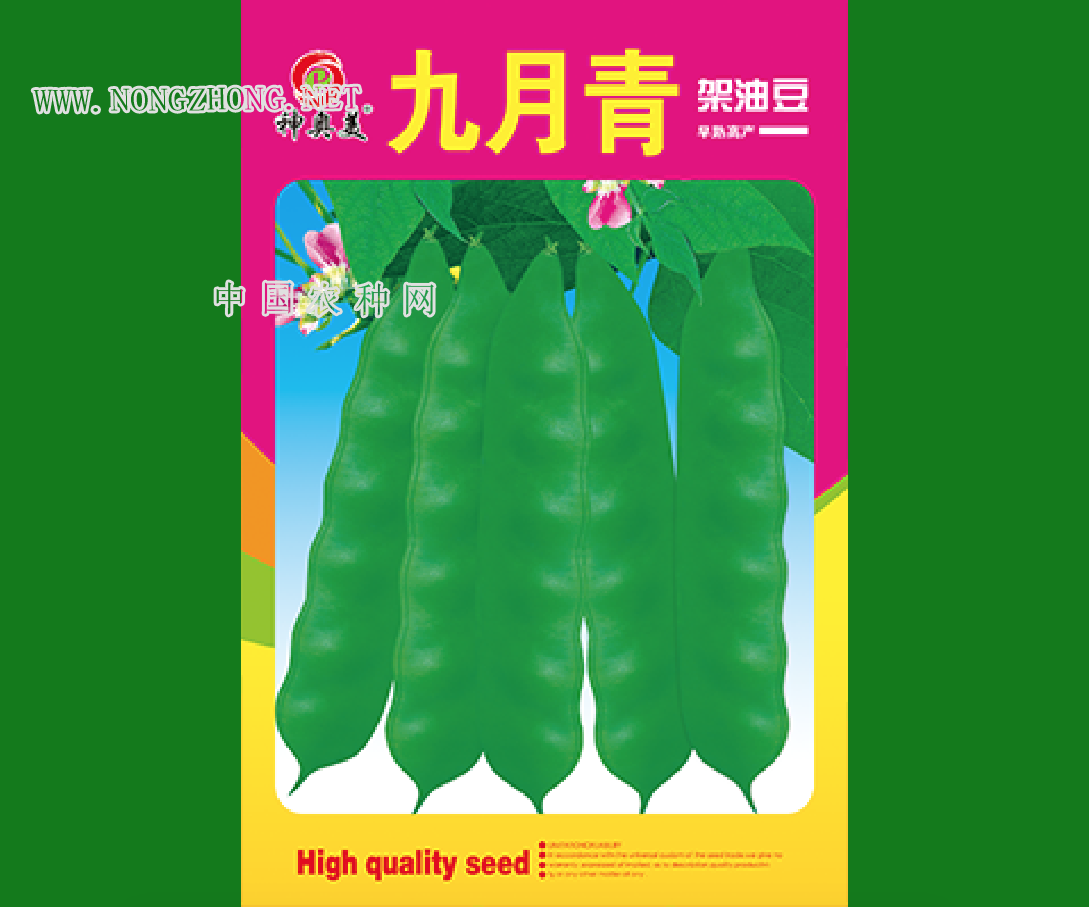 九月青架油豆